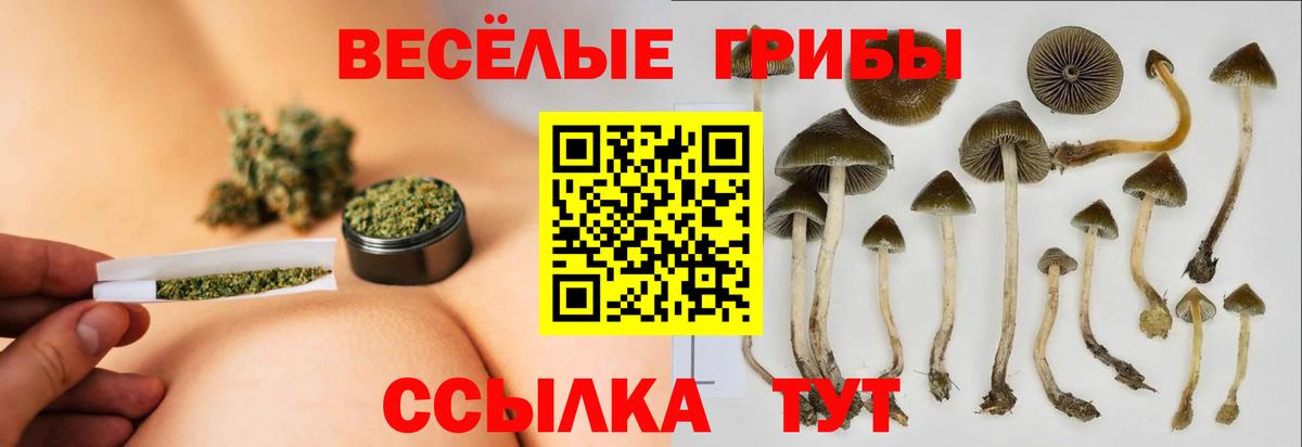 Псилоцибиновые грибы Psilocybine cubensis Волоколамск